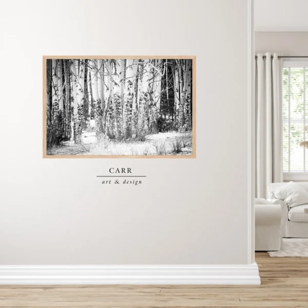 Serenity in Monochrome: Stunning Black and White Photo of Colorado Aspen Trees