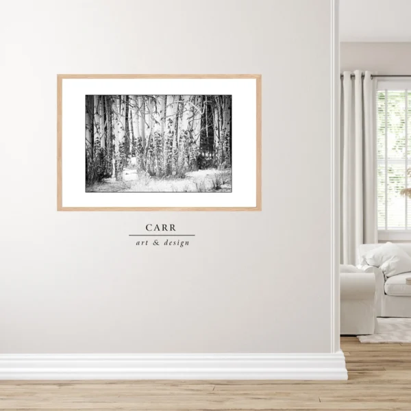 Serenity in Monochrome: Stunning Black and White Photo of Colorado Aspen Trees