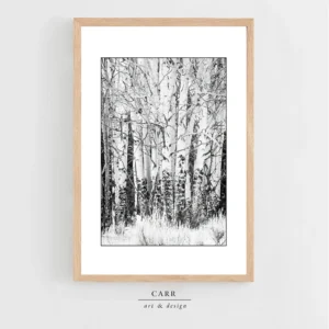 Elegant Simplicity: Black and White Aspen Tree Photo Print for Home Décor