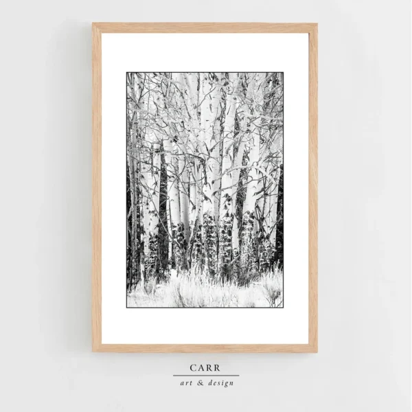 Elegant Simplicity: Black and White Aspen Tree Photo Print for Home Décor