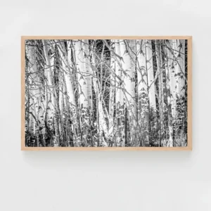 Nature's Contrast: Striking Black and White Print of Colorado Aspen Trees