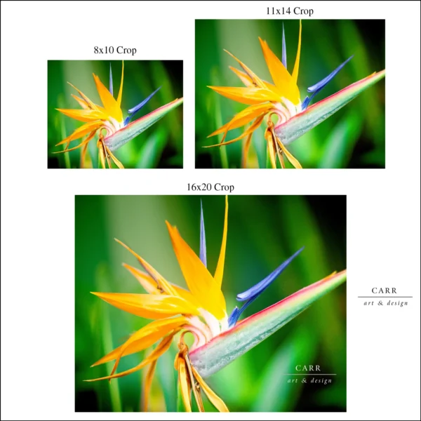 Vibrant Bird of Paradise Bloom