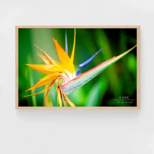 Vibrant Bird of Paradise Bloom