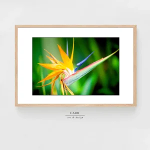 Vibrant Bird of Paradise Bloom