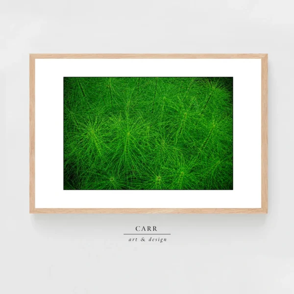 Nature Photography Print